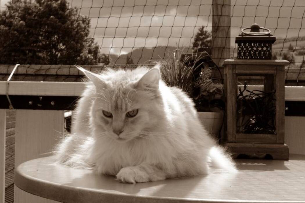 Smoky Maine Coon: opciones de color y alojamiento