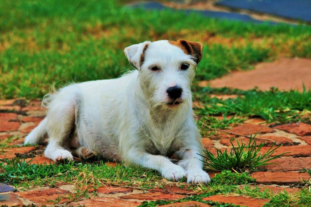 Todo lo que debe saber sobre el Jack Russell Terrier de pelo duro