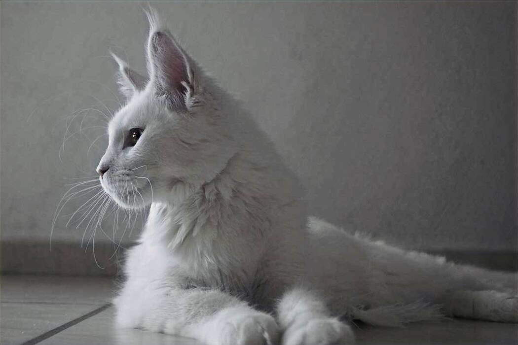 Todo lo que debe saber sobre los Maine Coon de color carey