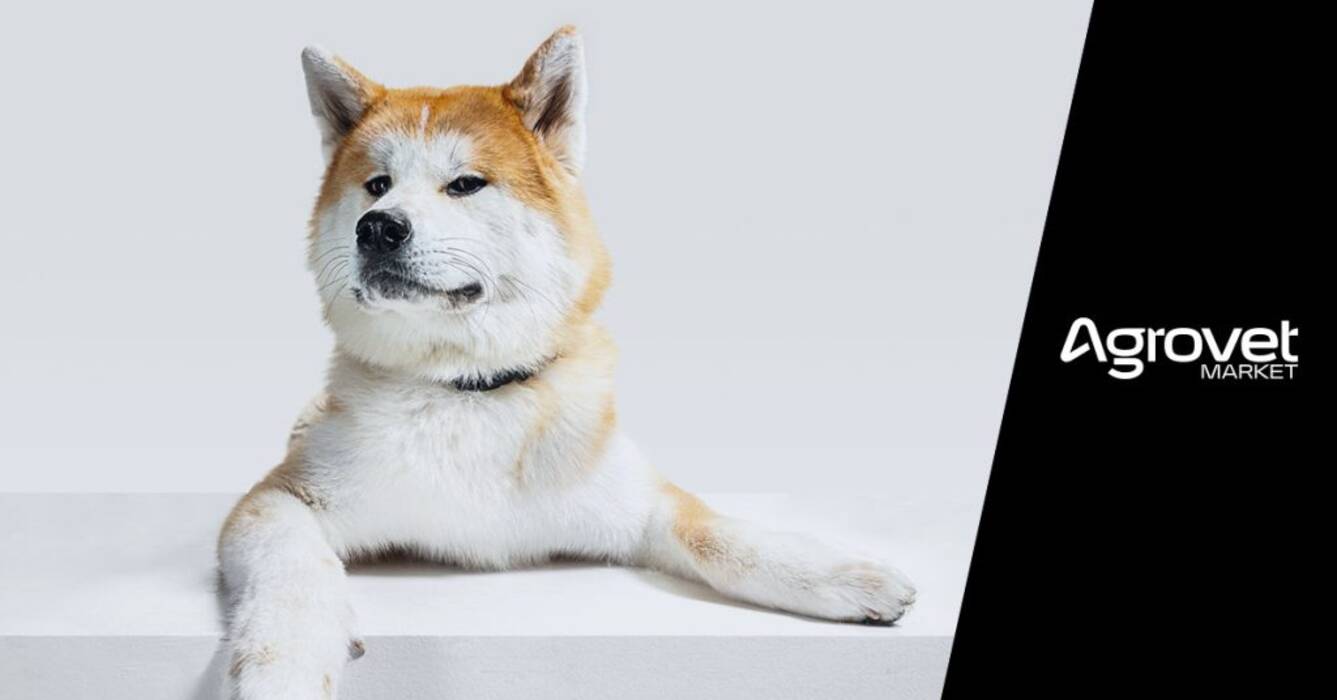 Todo sobre el Akita Inu blanco