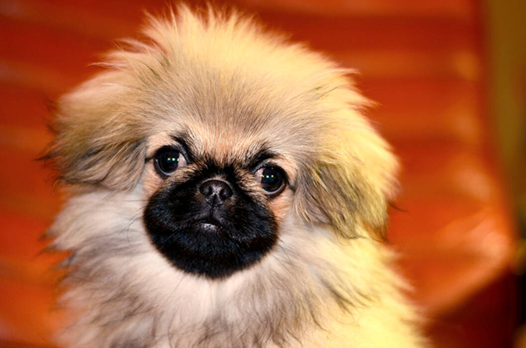 Todo sobre el Pekinés Real