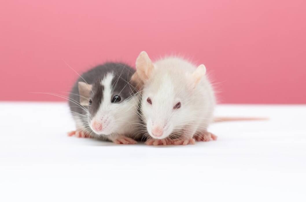 Todo sobre las ratas dumbo