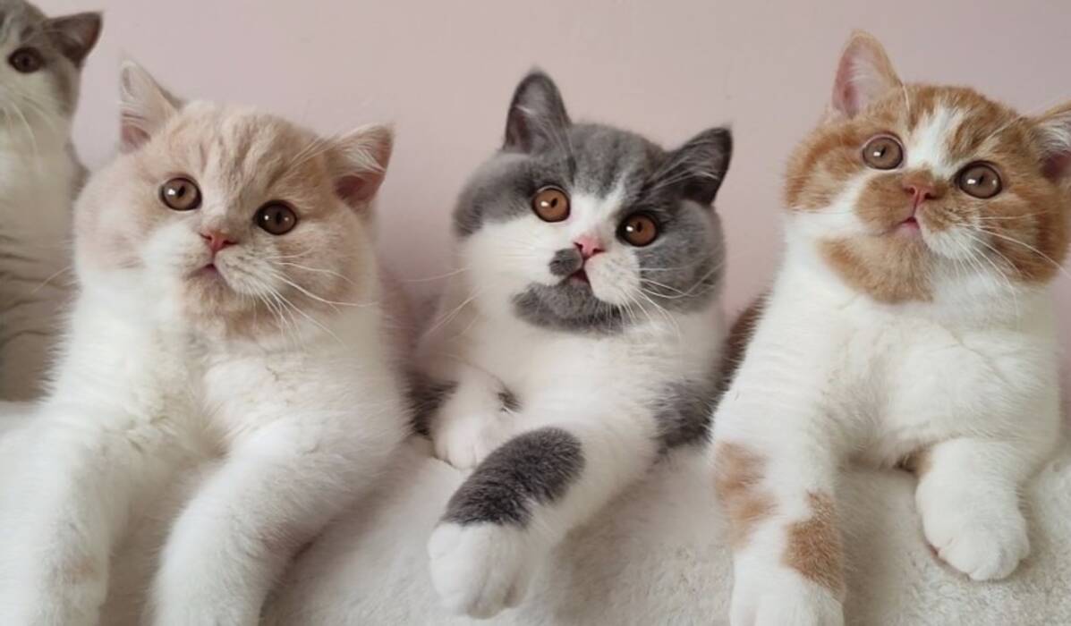 Todo sobre los gatos jaspeados británicos