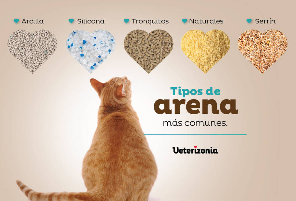 Un gatito come arena: lo perjudicial que es y qué hacer en esta situación?