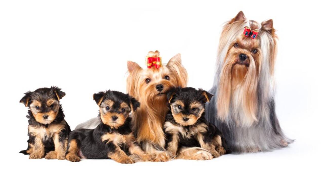 Yorkshire terrier mini: descripción y contenido de la raza