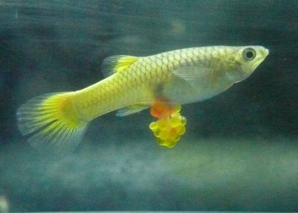 Alevines de guppy: cuánto crecen y cómo cuidarlos?