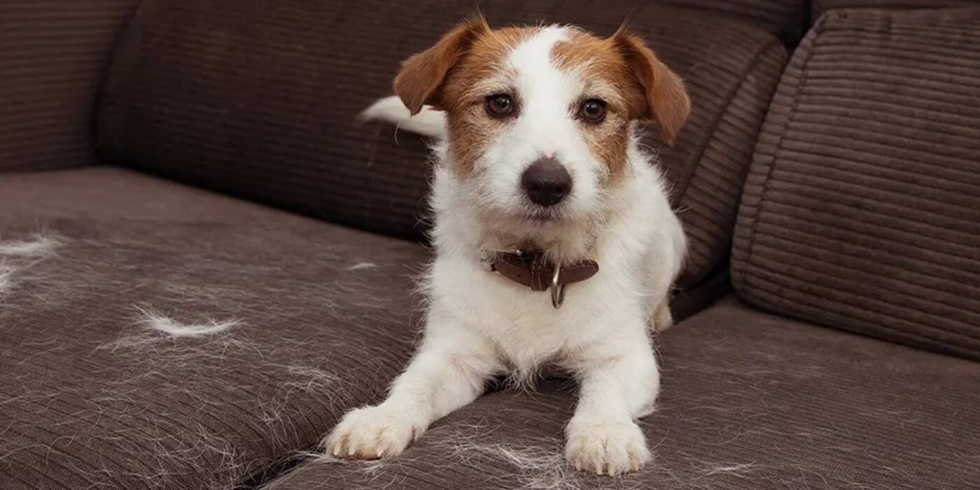 Bolas de pelo en perros: causas y soluciones