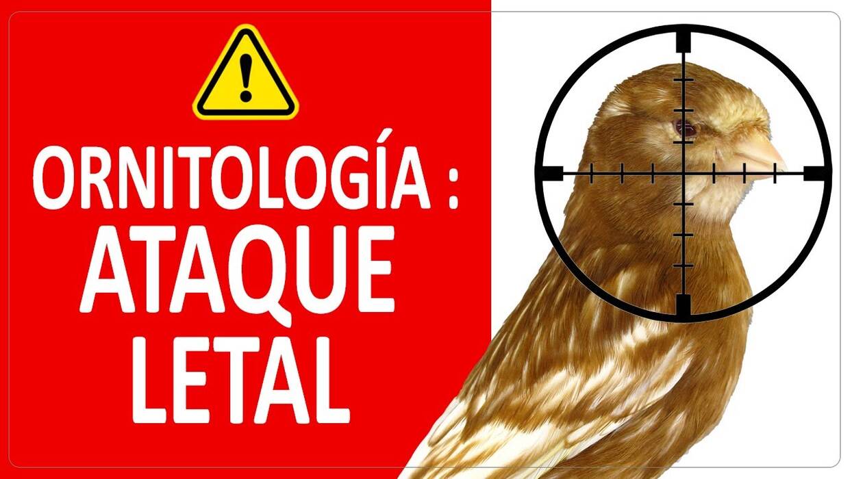 Canarios: descripción de las razas, normas de tenencia y cría