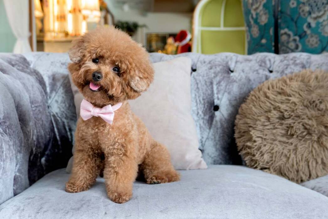 Caniche Real: variaciones de color, carácter y características de adiestramiento