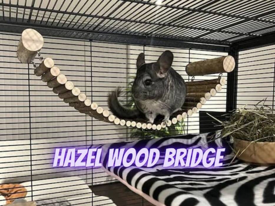 Chinchilla británica dorada: descripción de los gatos, rasgos de carácter y normas de cuidado