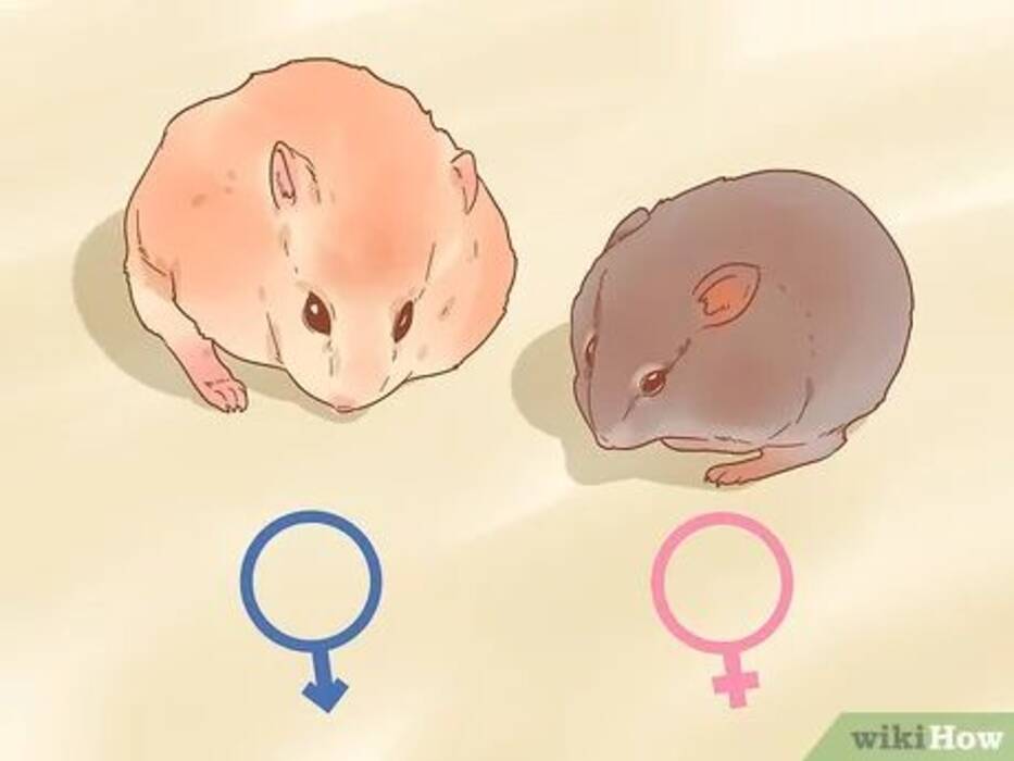 Cómo determinar el sexo de un hámster?
