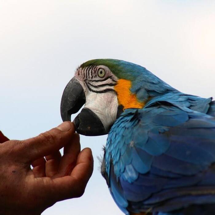 Cómo determinar la edad de un loro Corella?