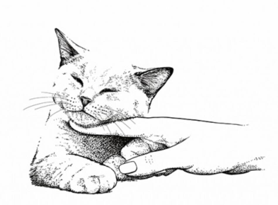 Cómo domesticar a un gato?