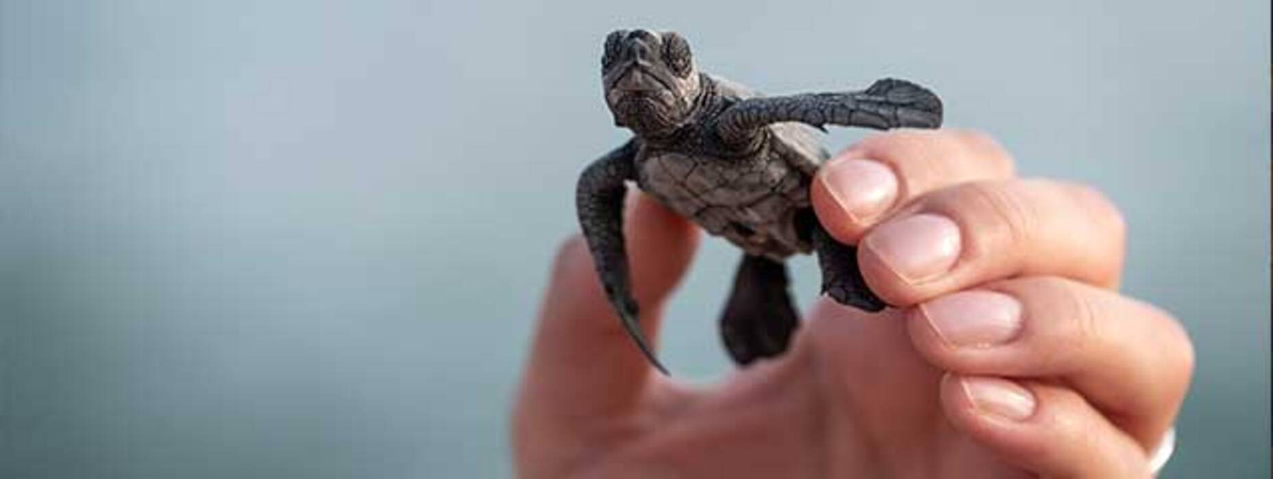 Cómo duermen las tortugas de orejas rojas?