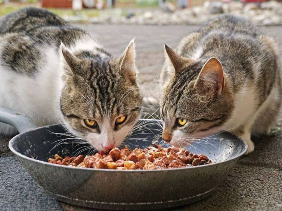 Cómo elegir un pienso para gatos Maine Coon?