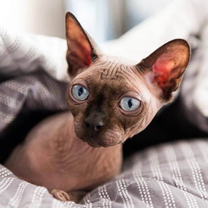 Cómo llamar a un gato de la raza Sphynx?