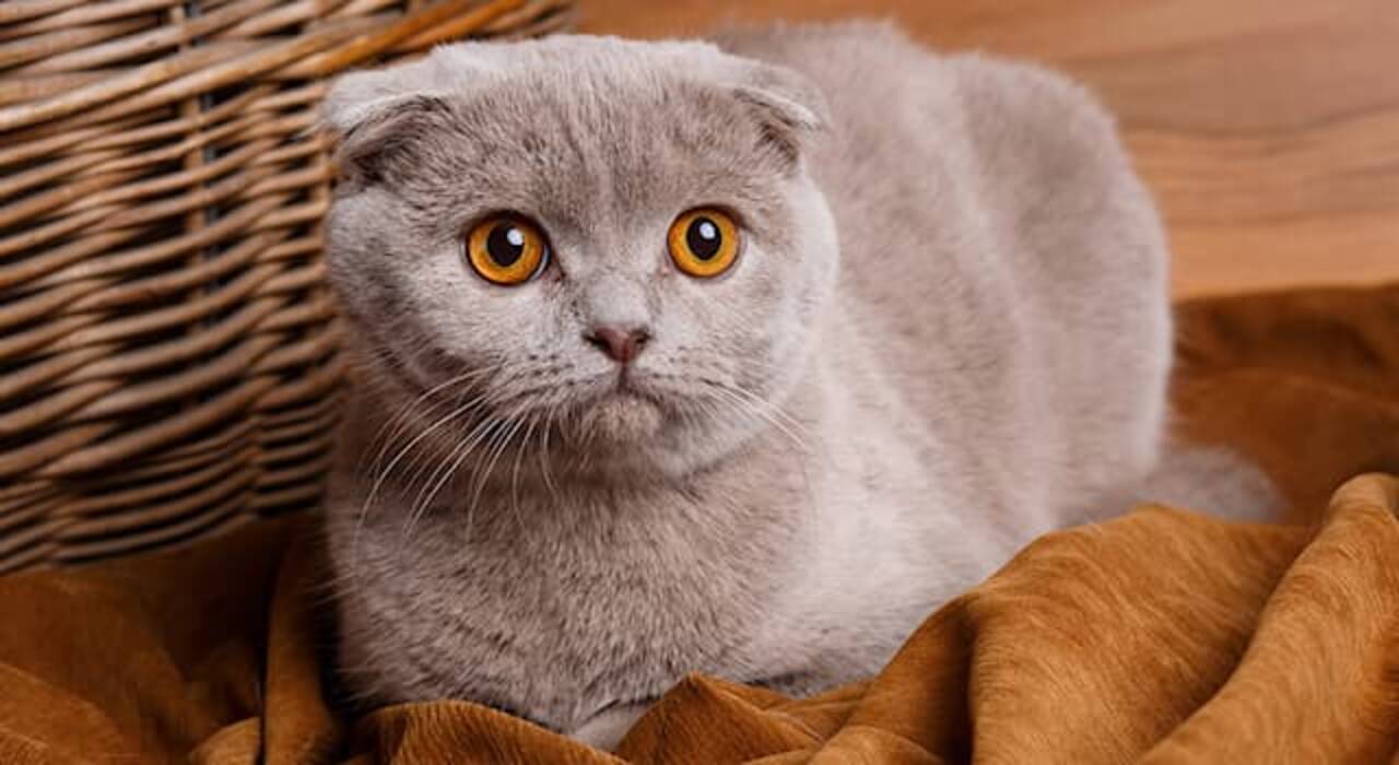 Cómo llamar a un gato escocés de orejas caídas y a un gato?