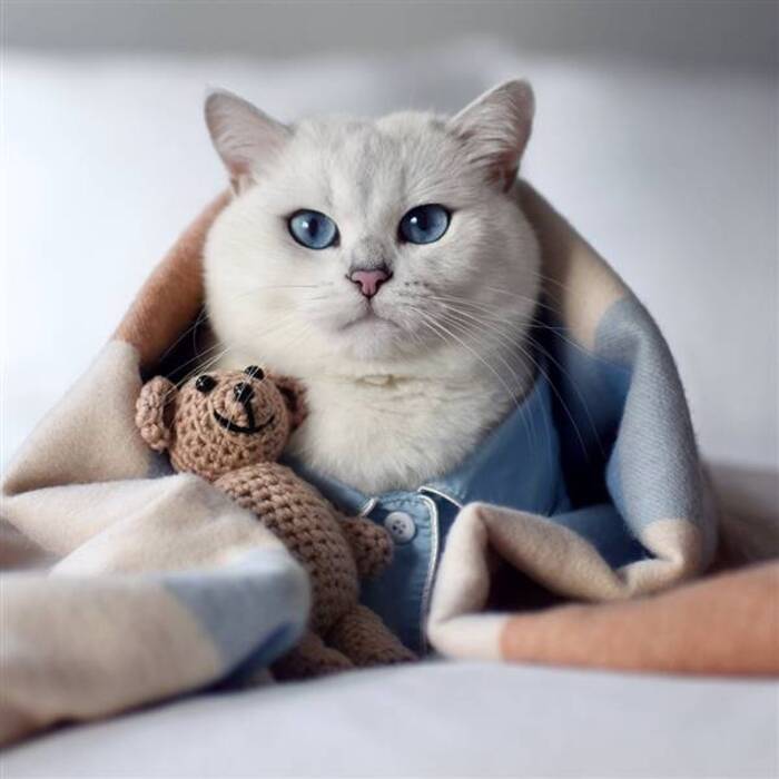 Cómo nombrar a una gatita británica de color gris?