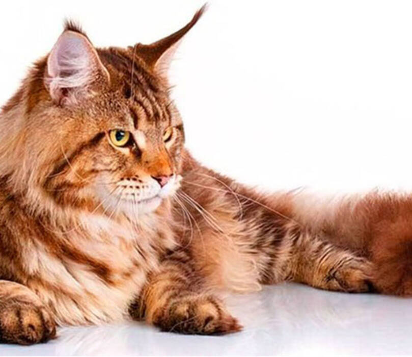 Cómo poner nombre a un gato Maine Coon?