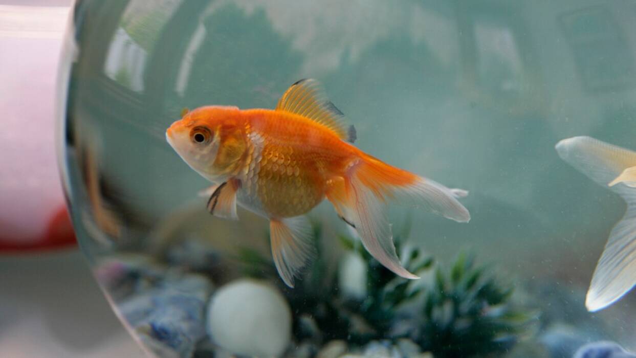 Cómo y con qué desinfectar el acuario?