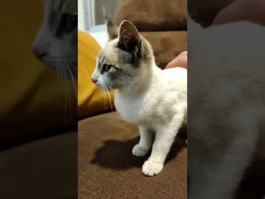¿Cuánto viven los gatos siameses y de qué depende??