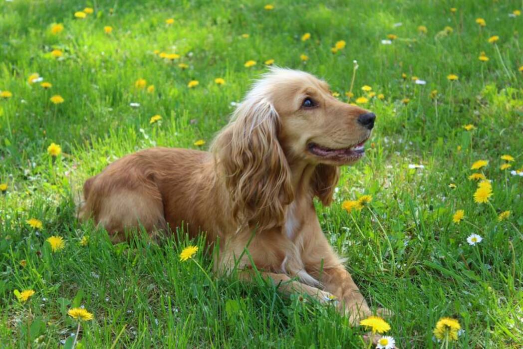 Cuántos años viven los spaniel rusos y de qué depende?