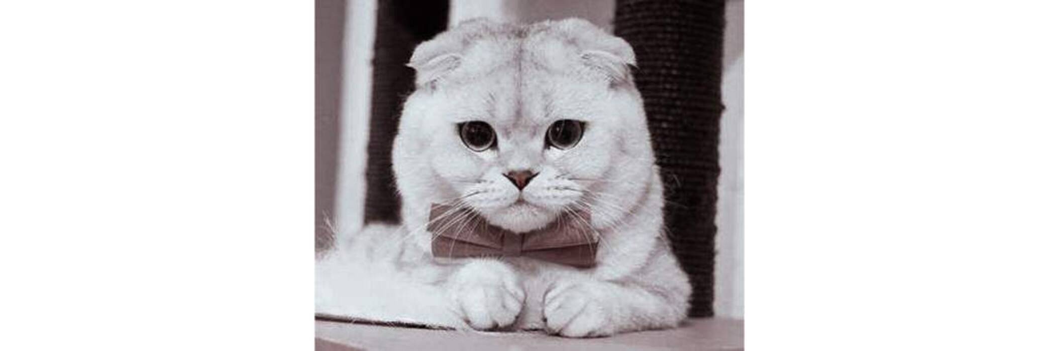 Descripción y mantenimiento de los gatos escoceses blancos