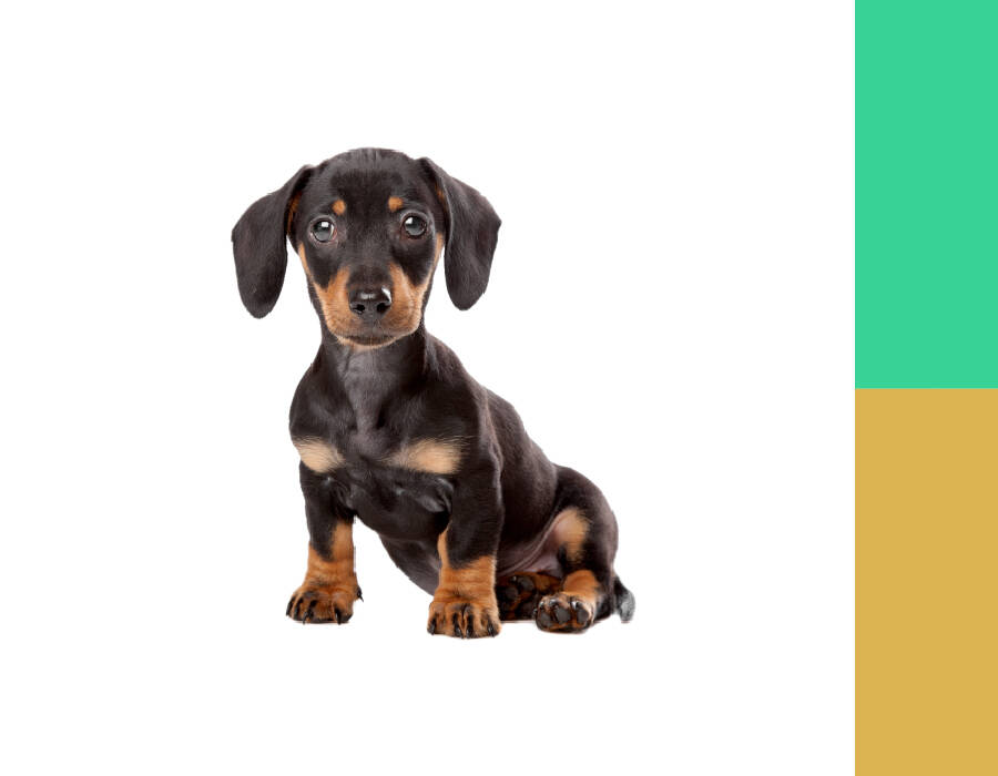 Dientes del teckel: cuándo cambian en un cachorro y cómo cuidarlos?