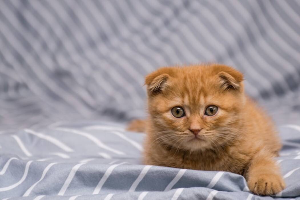 El color de los gatos escoceses de orejas caídas