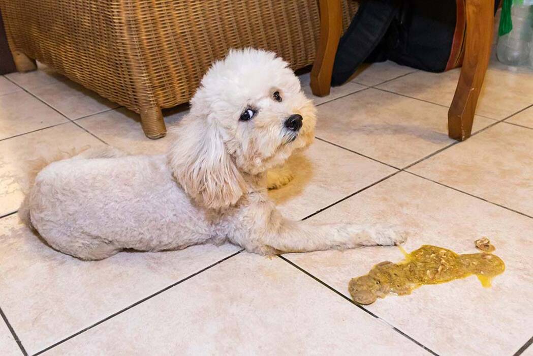 ¿Es posible dar patatas a los perros y cuáles son las restricciones??