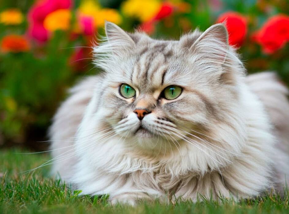 Gato chinchilla plateado: descripción y normas de cría