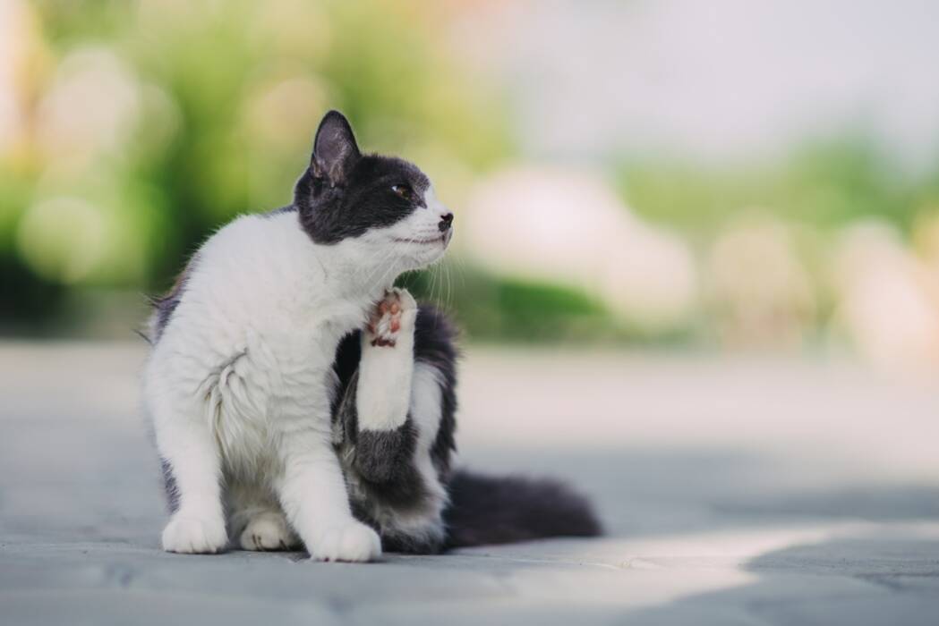 Gatos de raza American Burma: descripción y peculiaridades de su cuidado