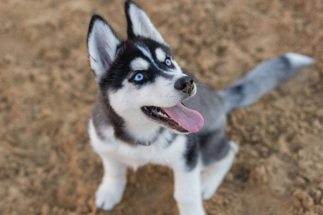 Husky marrón: características de color y contenido