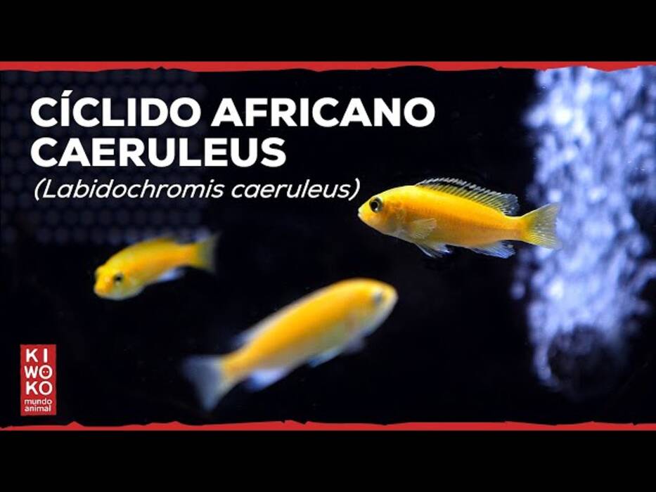 Labidochromis: especies populares y consejos para su mantenimiento