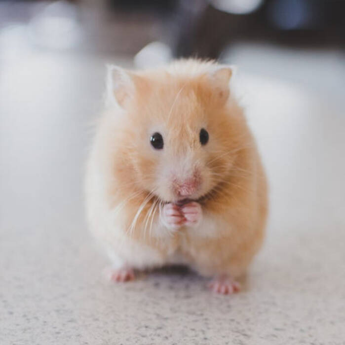 Las mejores mascotas pequeñas