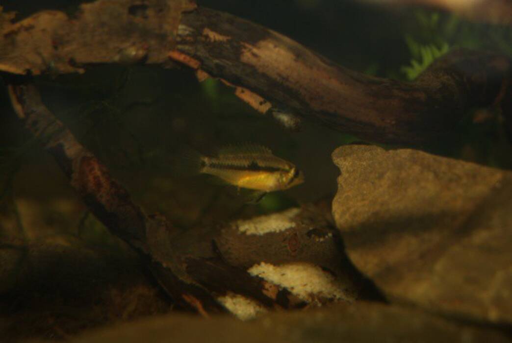 Macrognathus: descripción, especies, contenido y cuidados