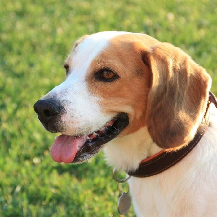 Matices de la educación y adiestramiento del beagle