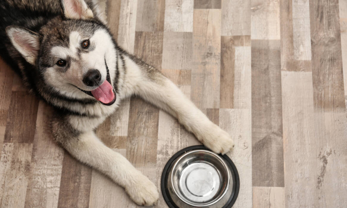 Métricas de cachorros y perros adultos: qué son y cómo rellenarlas?