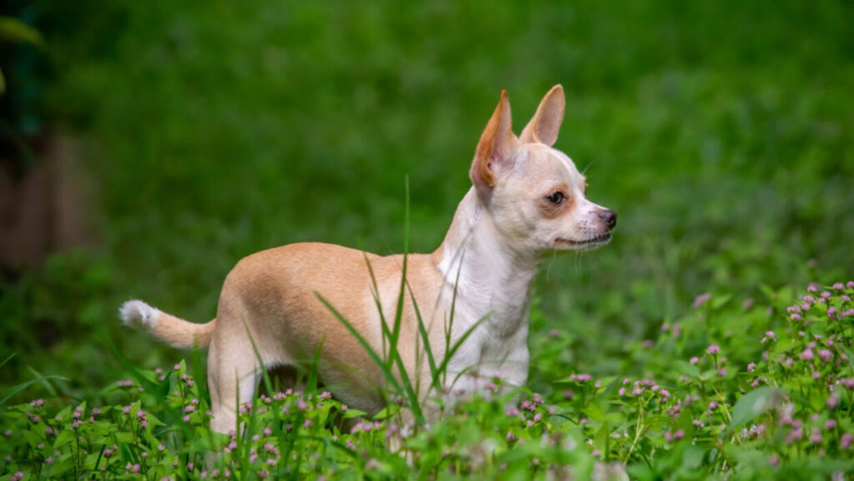 Mini chihuahua: cómo son los perros y cómo mantenerlos?