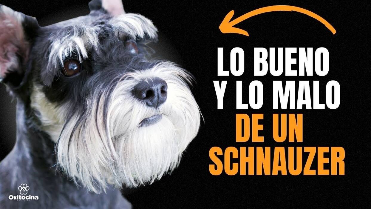 Mittelschnauzer: descripción de la raza y matices de su cuidado