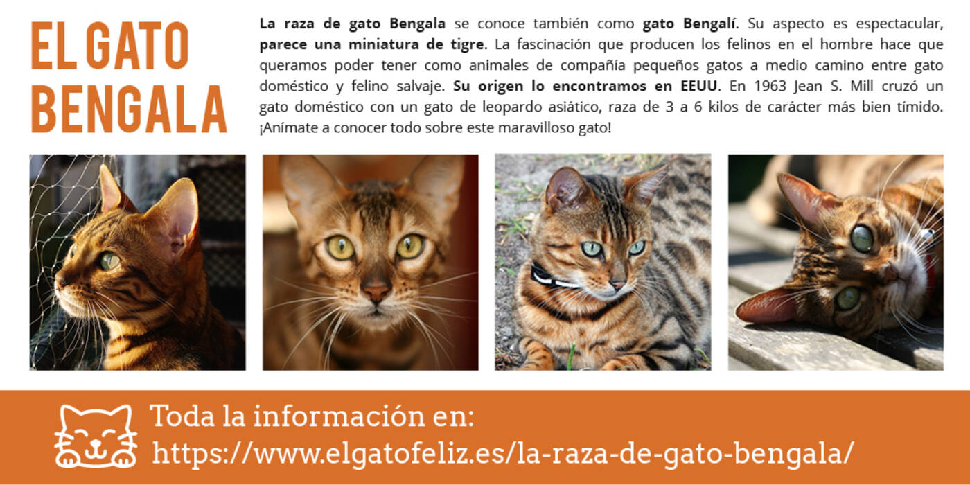 Nombres para gatos de Bengala