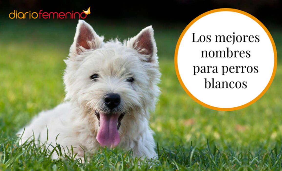 Nombres para perritas de raza pequeña