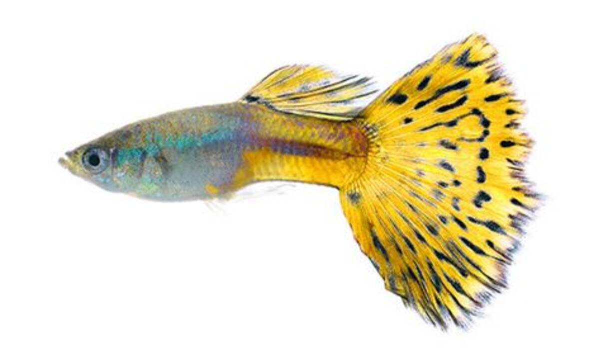 Peces de acuario pacíficos: descripción y selección
