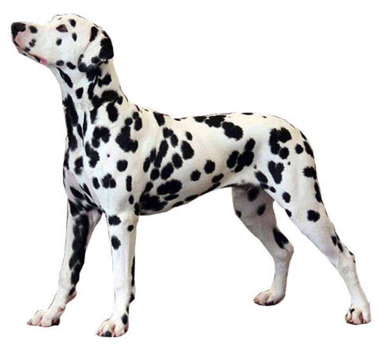 Perros bombarderos: características y visión general de las razas