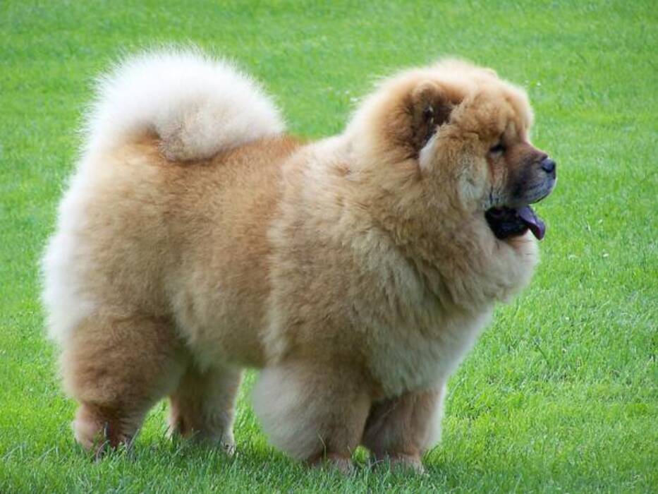 Perros calvos: características, mejores razas y normas de cuidado