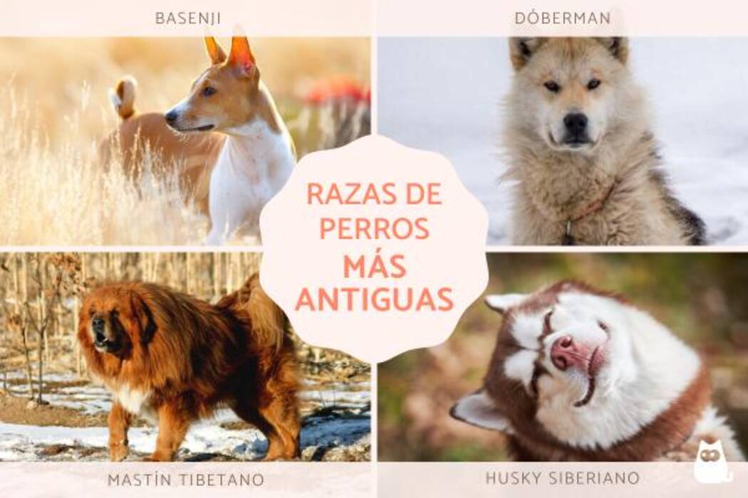 Perros de bolsillo: peculiaridades y razas populares
