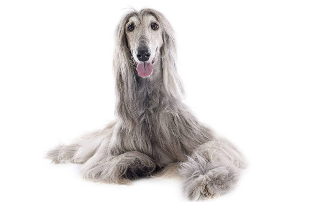 Perros de pelo largo: descripción de las especies y secretos de su mantenimiento
