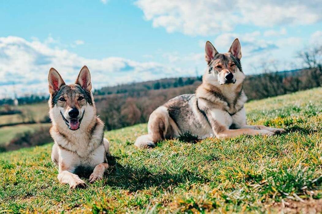 Qué razas de perros se parecen al husky?