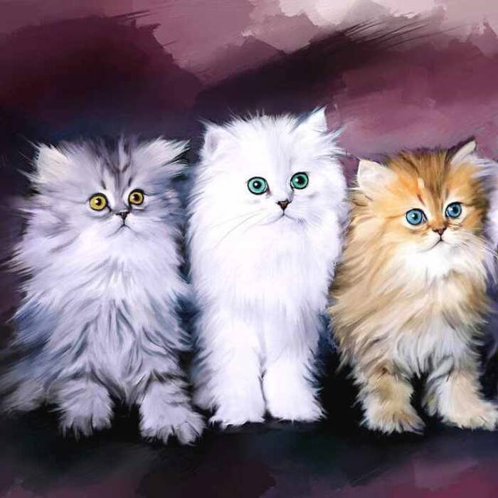 Todo sobre los gatos persas blancos y los gatos