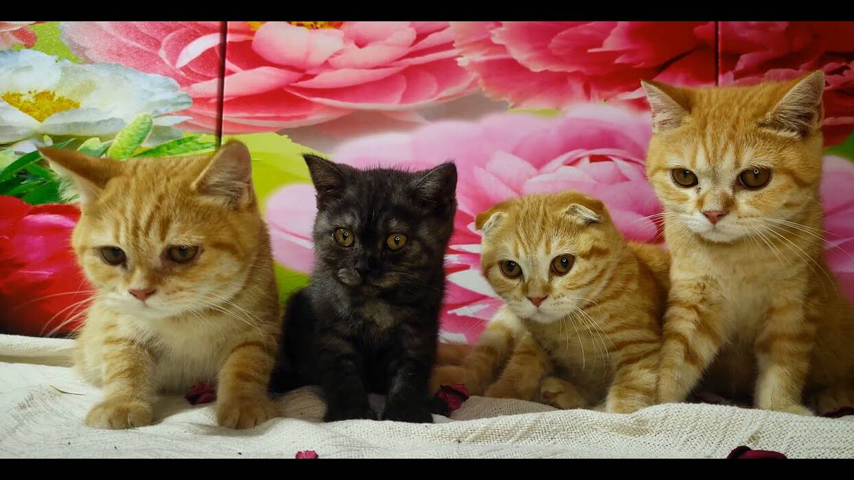 Variedad de colores de los gatos Scottish Straight-eared